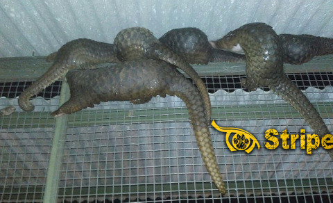 Live pangolins (Manis javanicus) found from an arrest on 2 November 2016. 