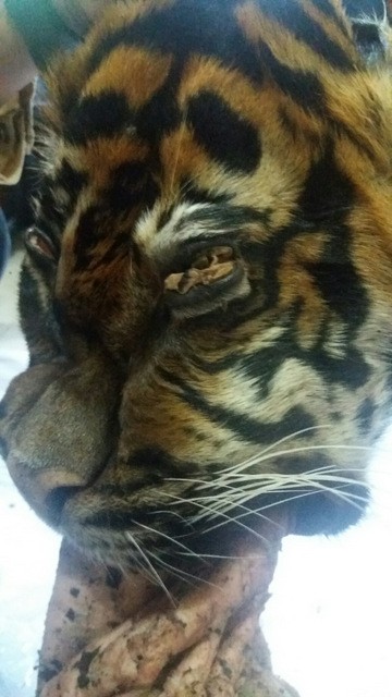 Head portion of a tiger skin in BKSDA West Sumatra, on 19 February 2017